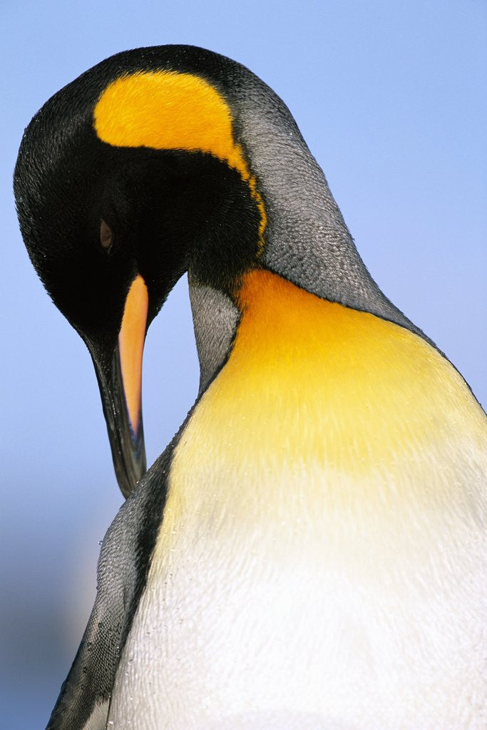 Detail of King Penguin Grooming Itself by Corbis