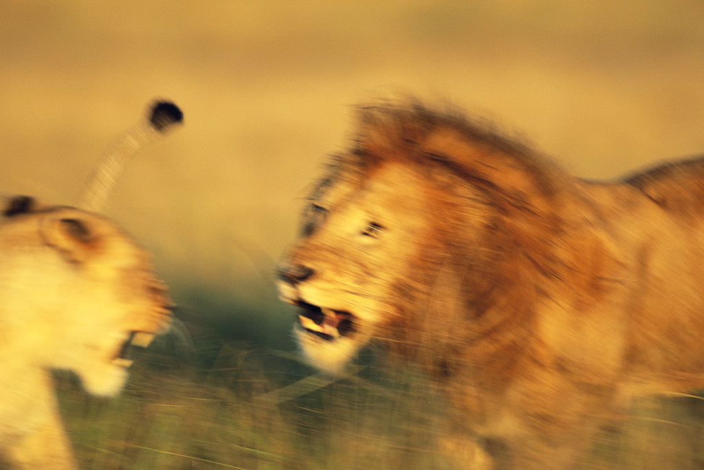 Detail of Male Lion Charging Lioness by Corbis