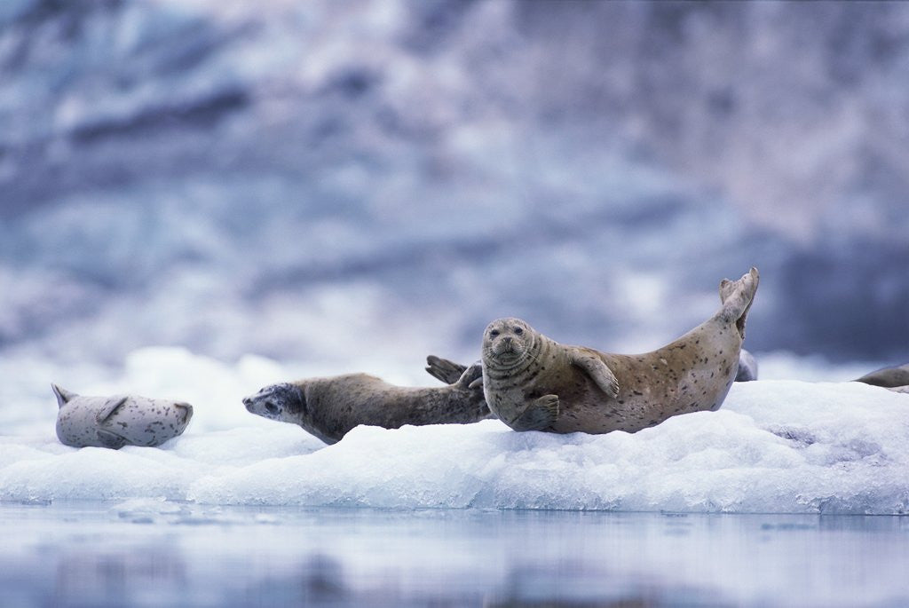 Detail of Harbor Seals on Iceberg in Glacier Bay National Park by Corbis