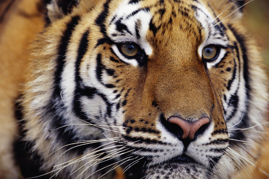 Detail of Face of Bengal Tiger by Corbis