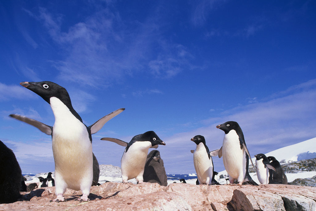 Detail of Adelie Penguin Rookery on Petermann Island in Antarctica by Corbis