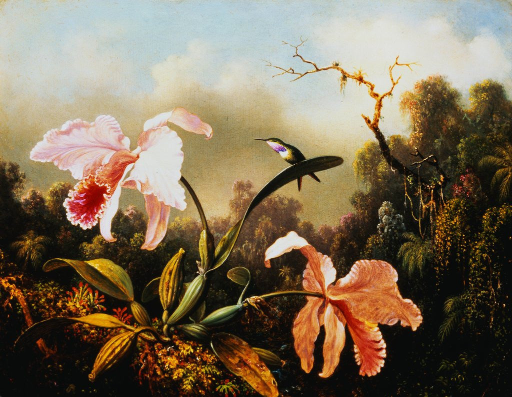 Detail of Orchids and Hummingbirds by Martin Johnson Heade