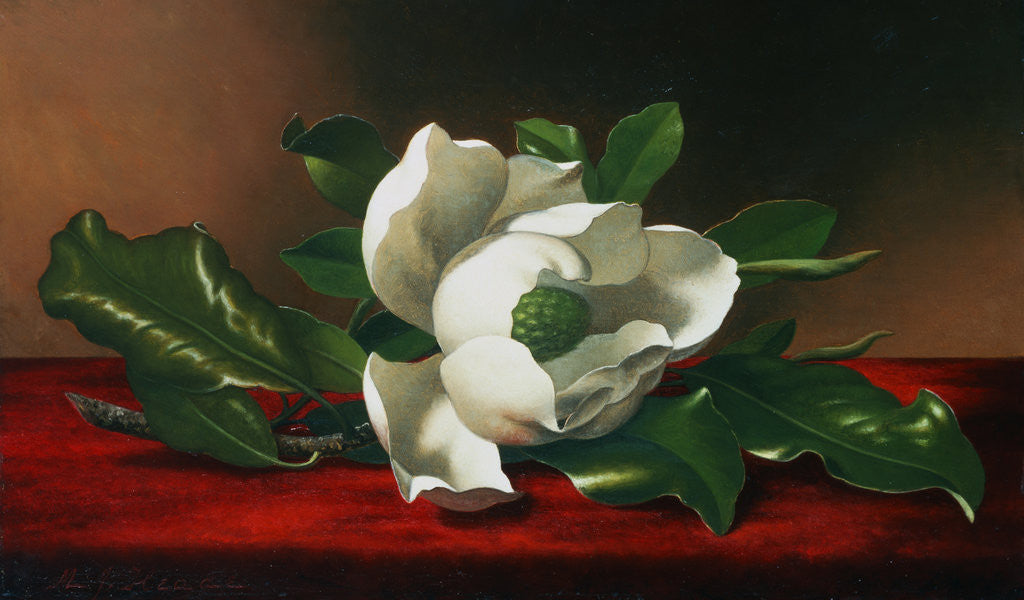 Detail of Magnolia by Martin Johnson Heade