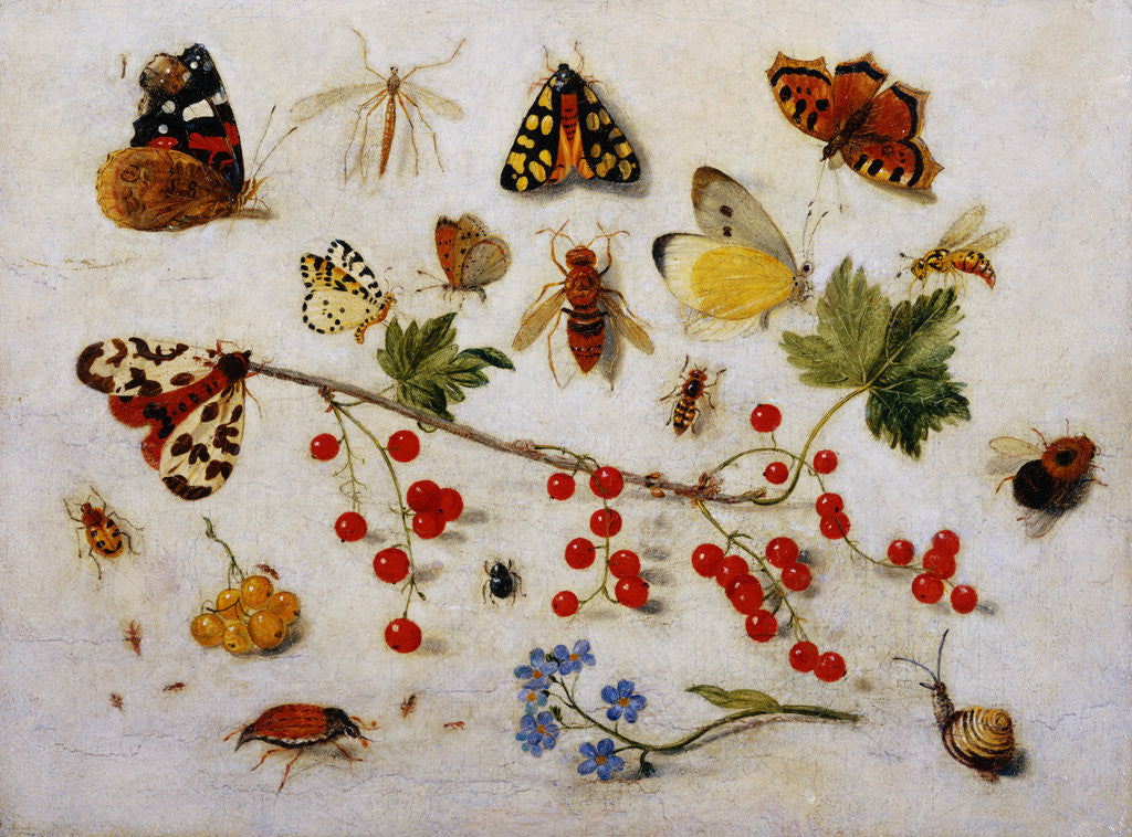 Detail of Still Life with Butterflies, Moths and Redcurrants by Jan van Kessel the Younger