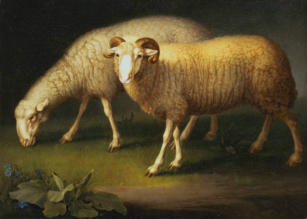 Detail of Ram and Sheep by Wenzel Peter