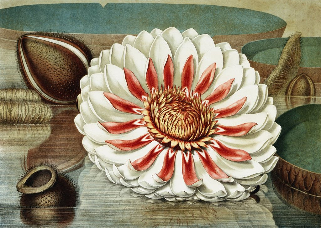 Detail of Victoria Regia or the Great Water Lily of America (Complete Bloom) by William Sharp