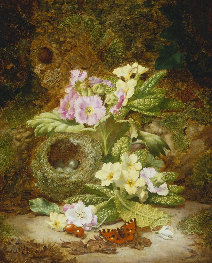 Detail of Primroses, Polyanthus, Apple Blossom and a Bird's Nest on a Mossy Bank by Thomas Worsey