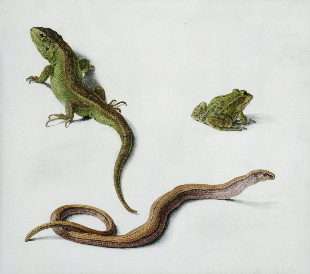 Detail of Studies of a Lizard, Snake and Frog by Karl Wilhelm Hamilton