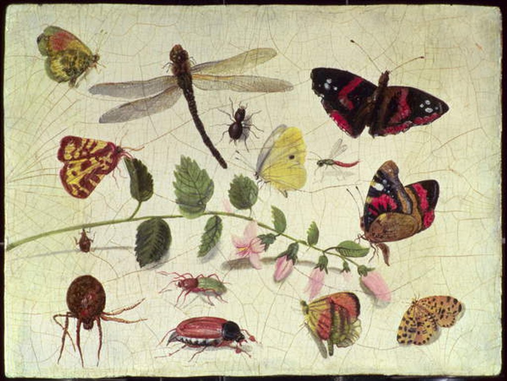 Detail of Butterflies, Insects and Flowers by Jan van the Elder Kessel