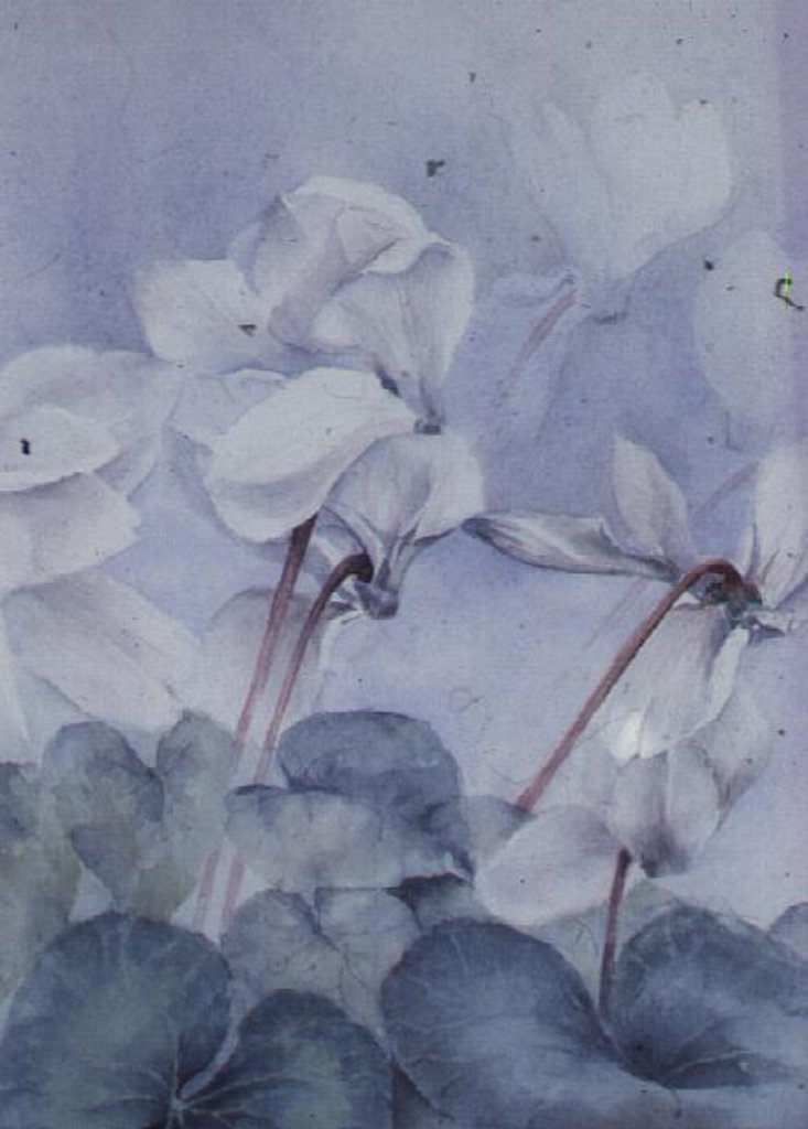 Detail of Cyclamen, Triumph White by Karen Armitage