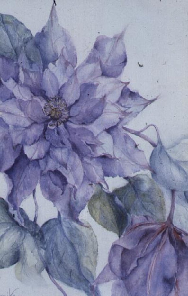 Detail of Clematis, Lord Neville by Karen Armitage