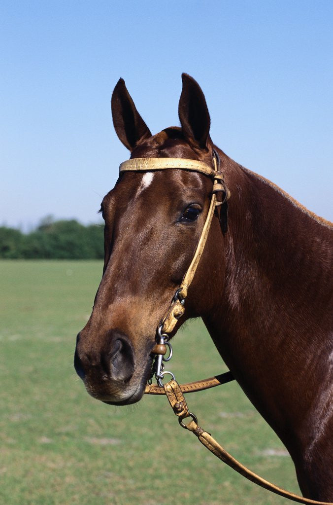 Detail of Argentine Polo Pony by Corbis