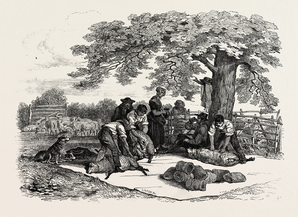 Detail of Agricultural Pictures: Sheep-Shearing, 1846 by Anonymous