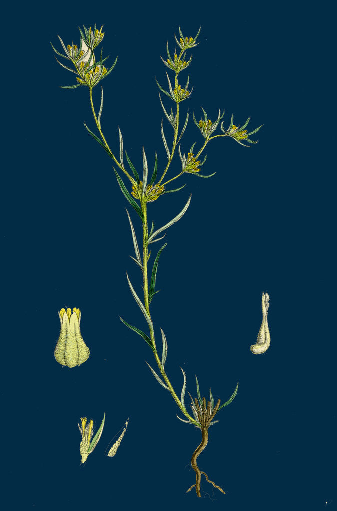 Detail of Filago Gallica; Narrow-Leaved Cudweed by Anonymous