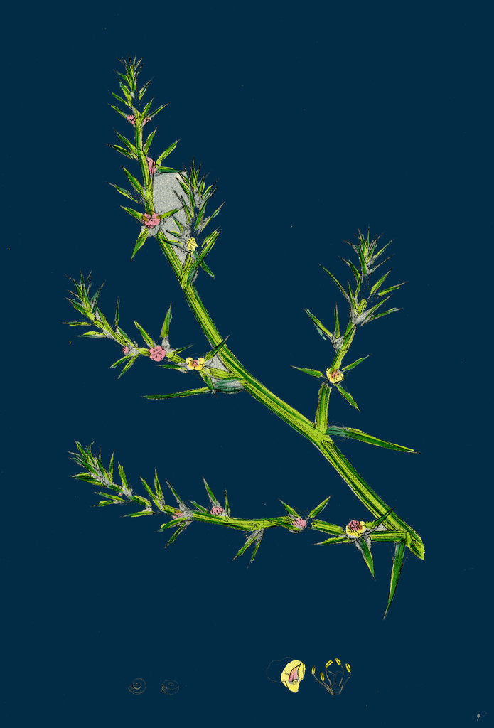 Detail of Salsola Kali; Prickly Saltwort by Anonymous