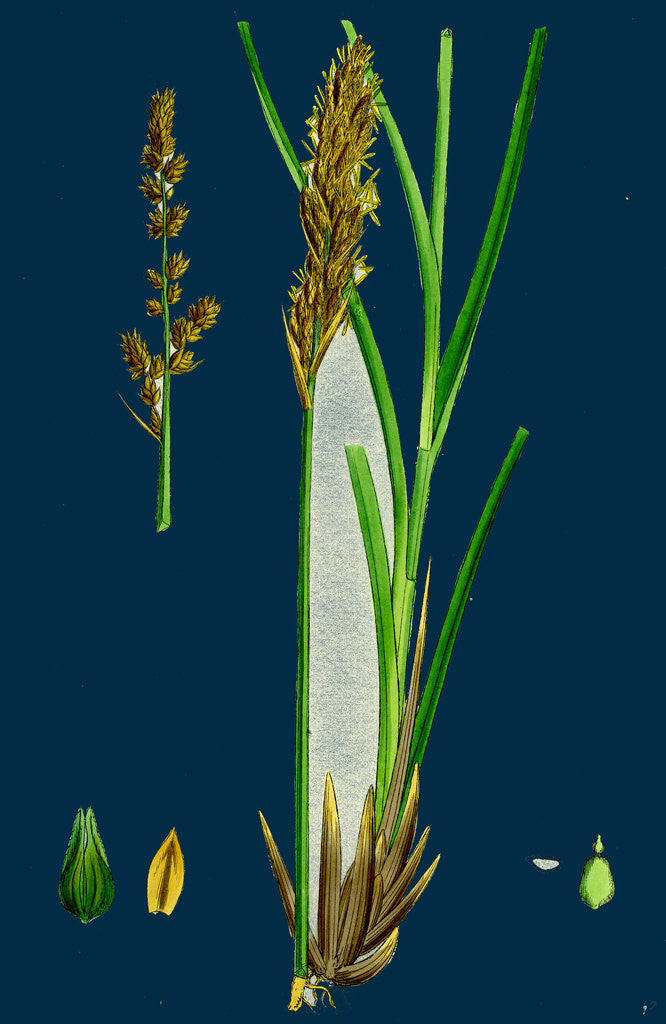 Detail of Carex Paniculata; Greater Panicled Sedge by Anonymous