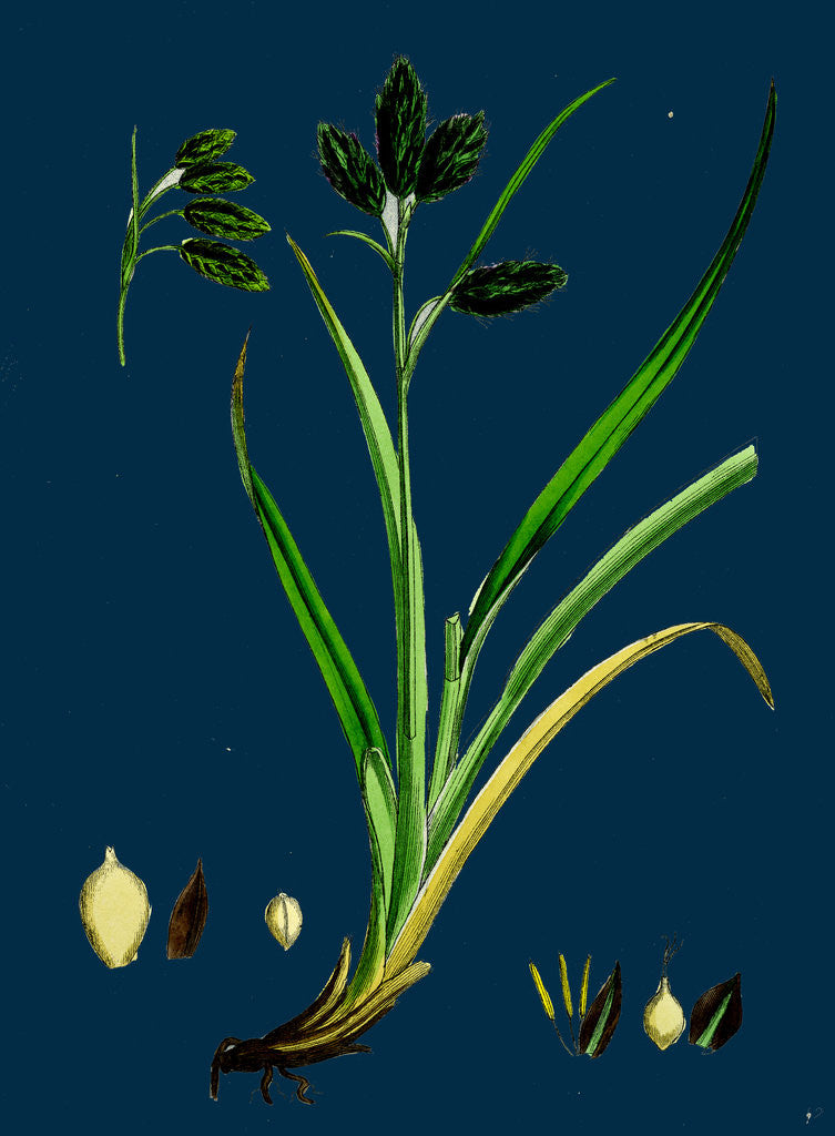 Detail of Carex Atrata; Black Sedge by Anonymous