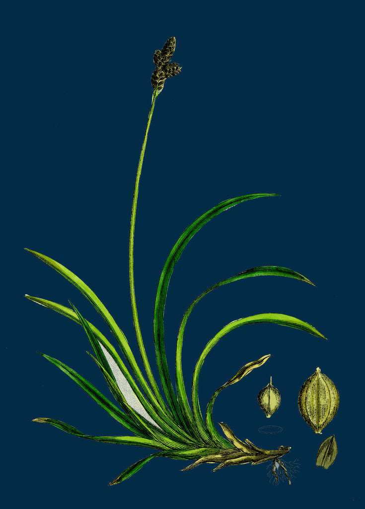 Detail of Carex Rigida; Stiff Mountain Sedge by Anonymous