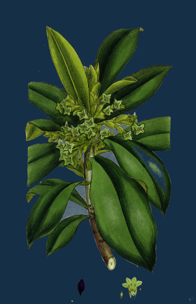 Detail of Daphne Laureola; Spurge Laurel by Anonymous