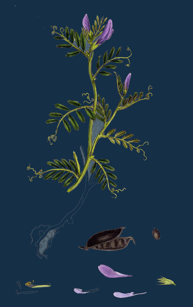 Detail of Vicia Laevigata; Smooth-Podded Sea Vetch by Anonymous
