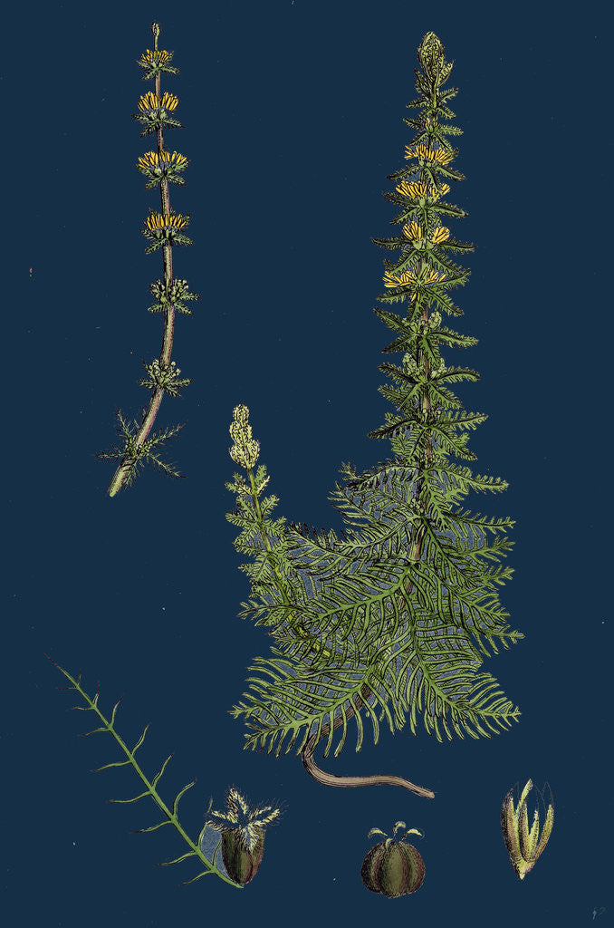 Detail of Myriophyllum Verticillatum; Whorled Water-Milfoil by Anonymous