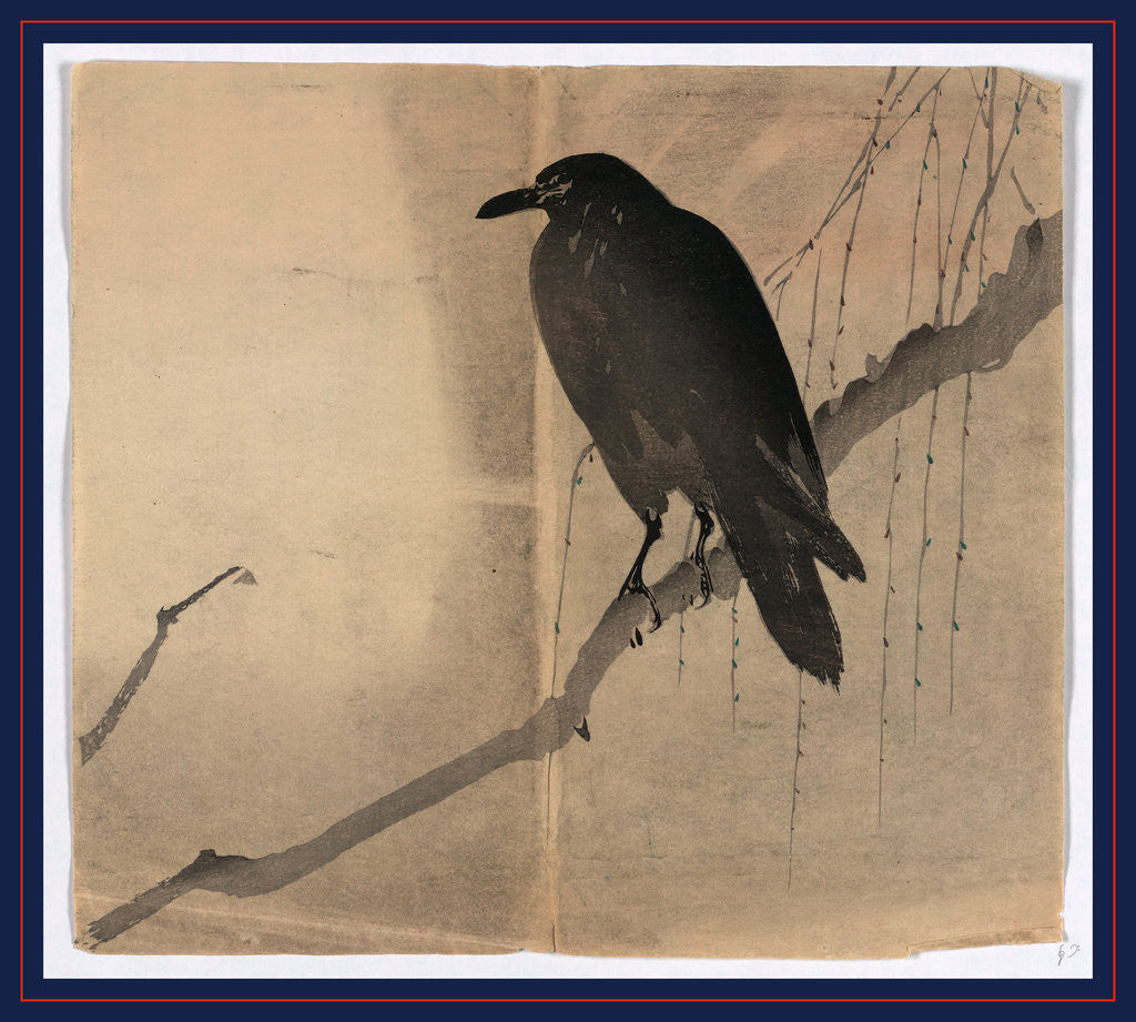 Detail of Crow or Raven Perched on a Branch in a Willow Tree. by Anonymous