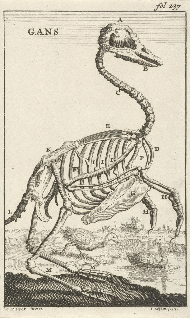 Detail of Skeleton of a goose by Jan Claesz ten Hoorn