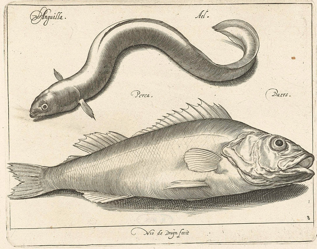 Detail of Eel and bass by Nicolaes de Bruyn