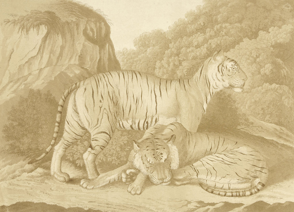 Detail of Two tigers in a landscape by Isaac van Haastert