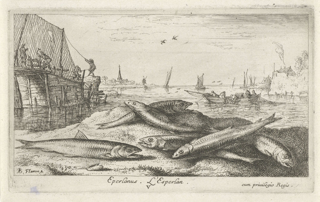 Detail of European smelt Osmerus eperlanus on the beach by Jacques van Merlen