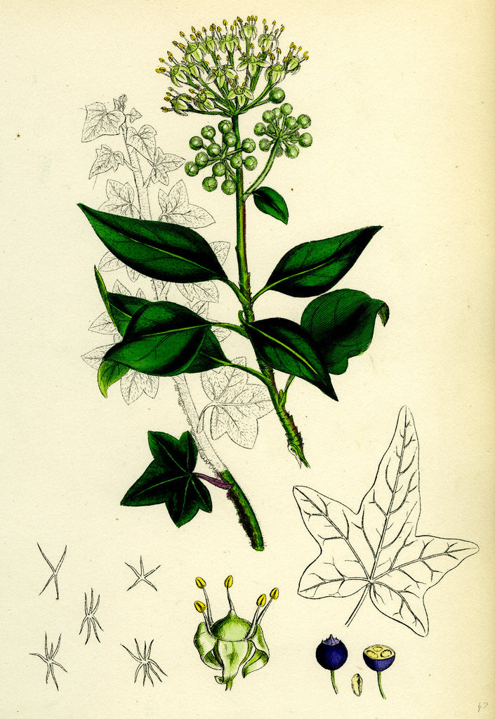 Detail of Hedera Helix Common Ivy by Anonymous