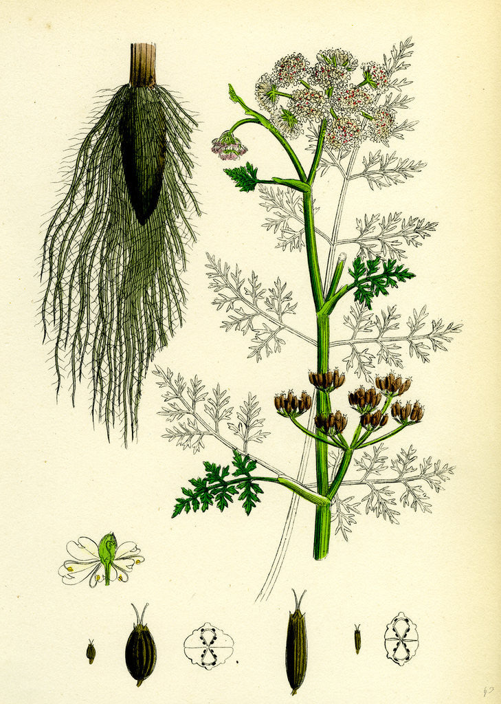 Detail of Oenanthe Phellandrium Fine-Leaved Water-Dropwort by Anonymous