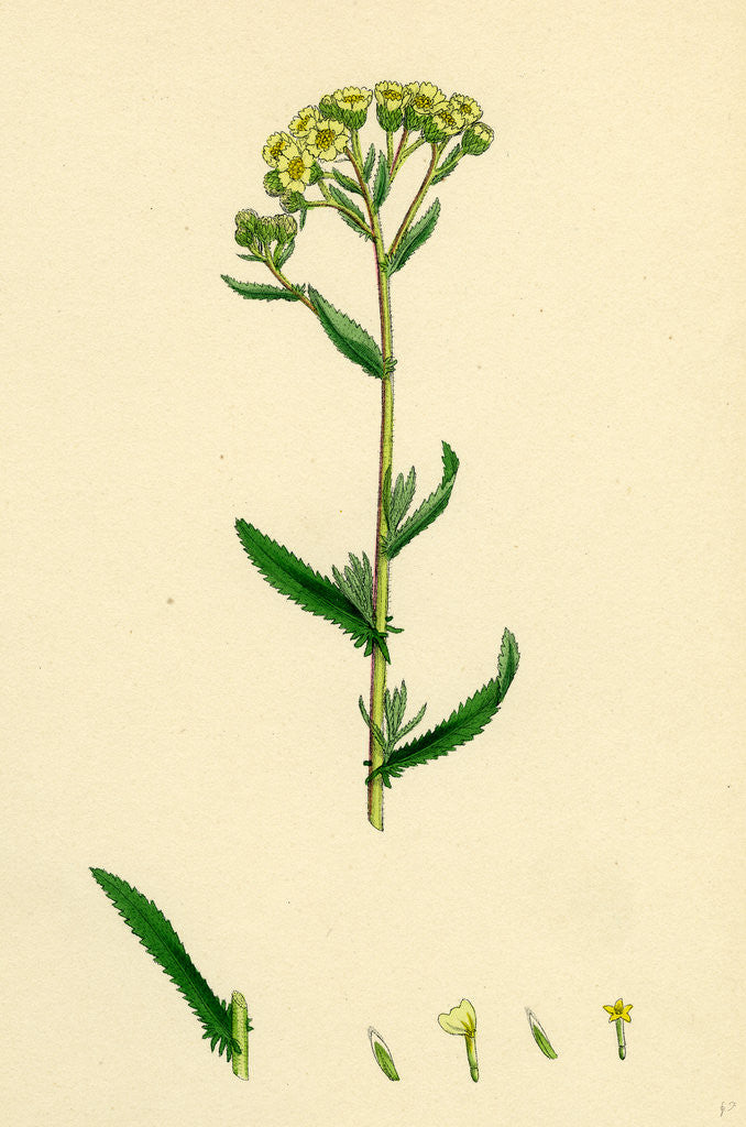 Detail of Achillea Decolorans Serrated Yarrow by Anonymous