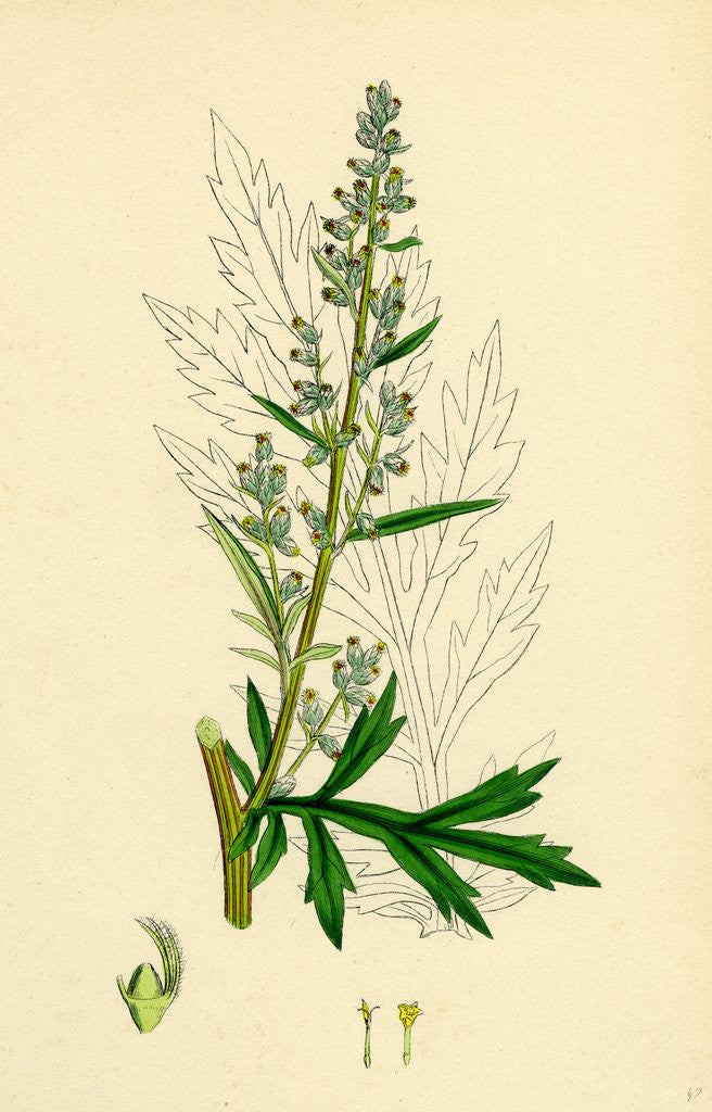 Detail of Artemisia Vulgaris Mugwort by Anonymous