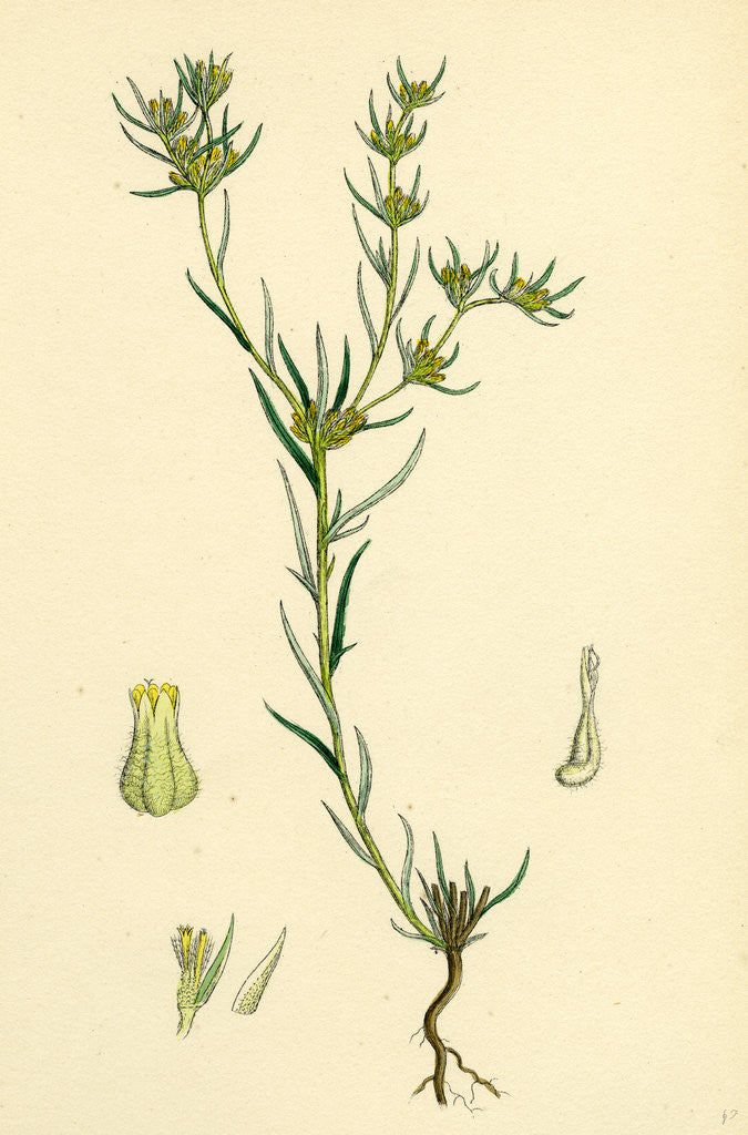 Detail of Filago Gallica Narrow-Leaved Cudweed by Anonymous