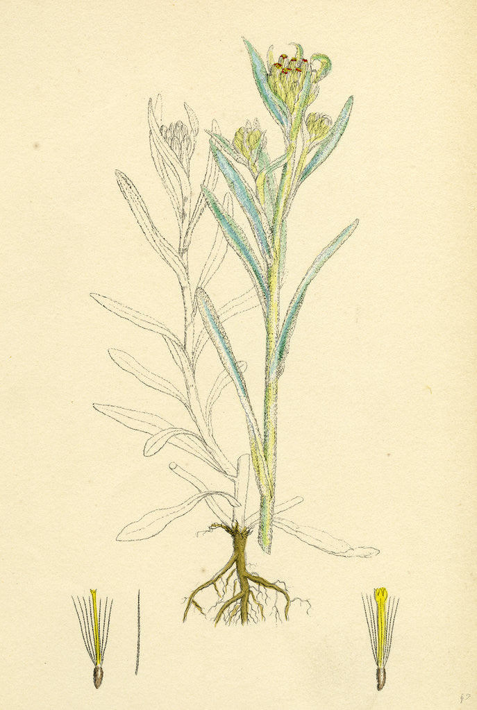 Detail of Gnaphalium Luteo-Album Jersey Cudweed by Anonymous