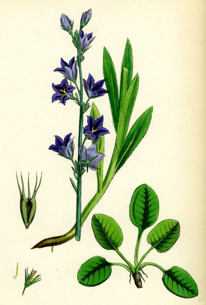 Detail of Campanula Rapunculus Rampion Bell-Flower by Anonymous