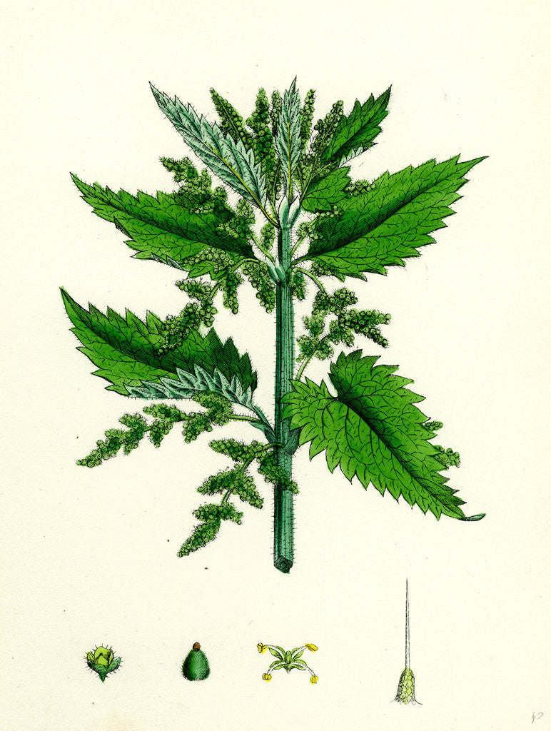 Detail of Urtica Dioica Common Nettle by Anonymous