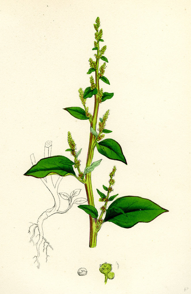 Detail of Chenopodium Polyspermum Var. Acutifolium Many-Sided Goosefoot Var. B. by Anonymous