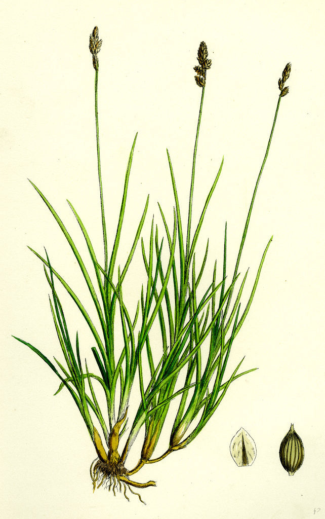 Detail of Carex Curta Var. Alpicola White Sedge Var. B. by Anonymous