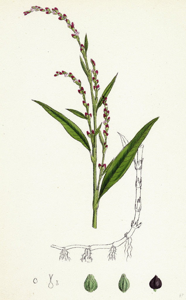 Detail of Polygonum Hydropiper Water Pepper by Anonymous