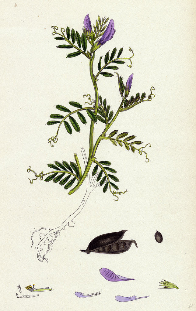 Detail of Vicia Laevigata Smooth-Podded Sea Vetch by Anonymous