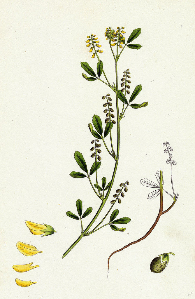 Detail of Melilotus Parviflora Small-Flowered Melilot by Anonymous