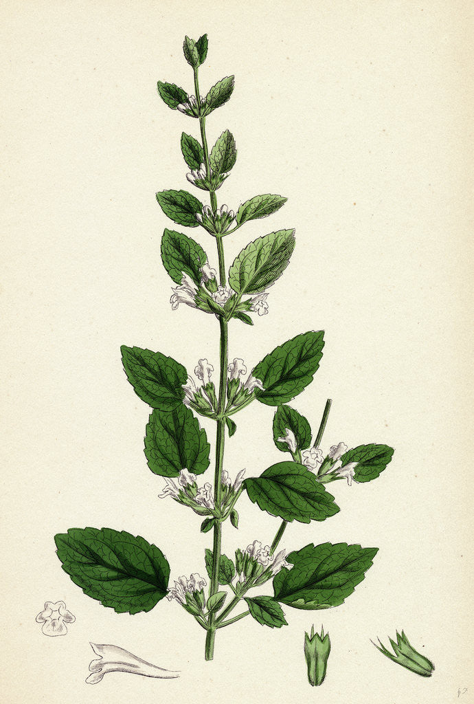 Detail of Melissa Officinalis Common Balm by Anonymous