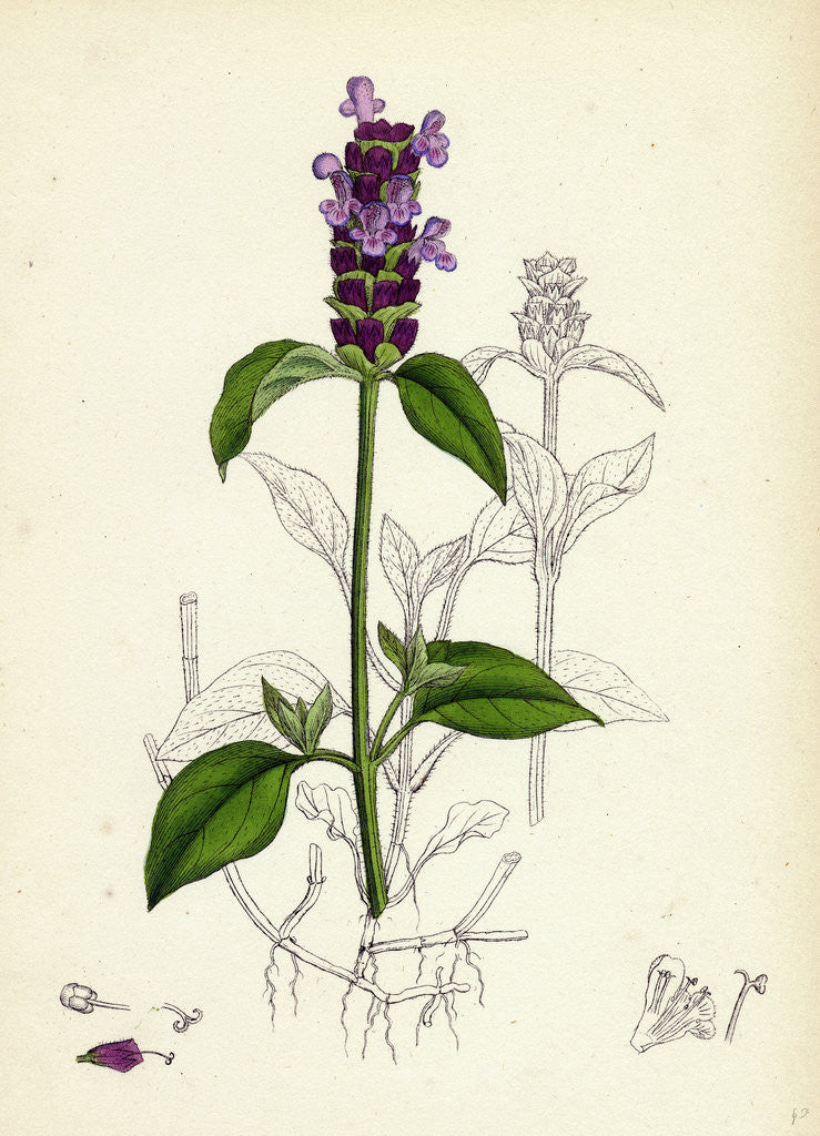 Detail of Prunella Vulgaris Self-Heal by Anonymous