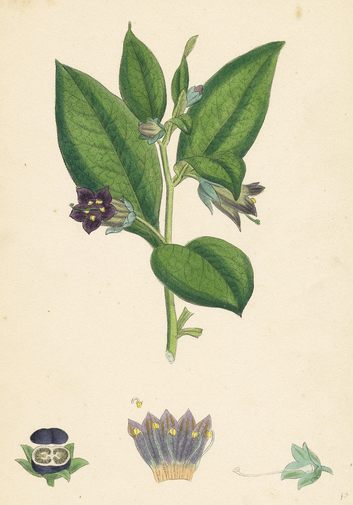 Detail of Atropa Belladonna Deadly Nightshade by Anonymous