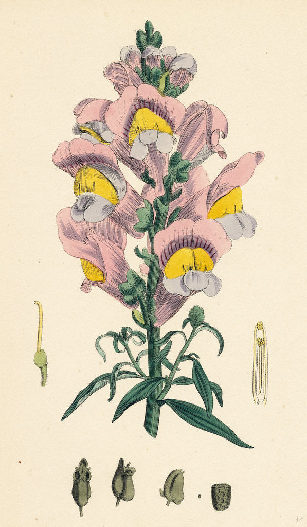 Detail of Antirrhinum Majus Common Snapdragon by Anonymous