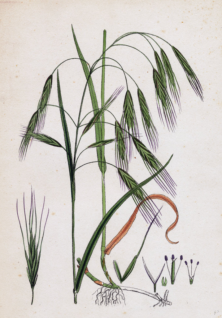 Detail of Bromus Sterilis Barren Brome-Grass by Anonymous