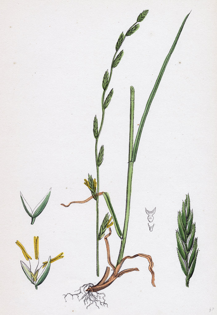 Detail of Festuca Pratensis Var. Loliacea Meadow Fescue-Grass Var. B. by Anonymous