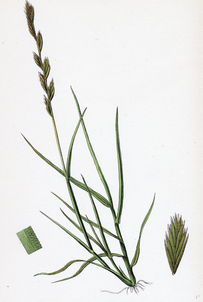 Detail of Triticum Acutum Decumbent Sea Couch-Grass by Anonymous